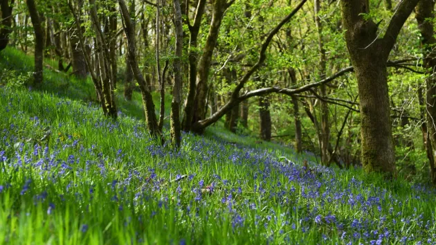 Forest and bluebells