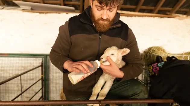 Lambing at Llwyn-yr-eos Farm