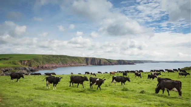 Dairy cattle grazing on the cliffs at Barafundle bay in Wales