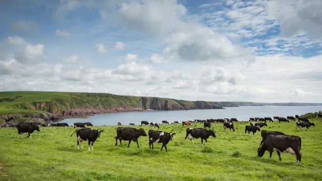 Cows in a field in Barafundle Bay, Pembrokeshire 
