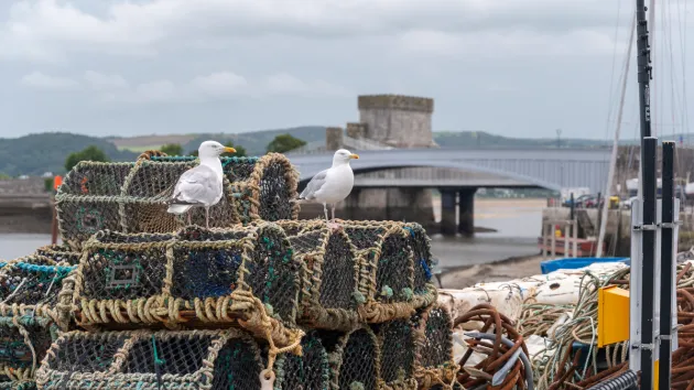 Seagulls and fishing nets on the harbour in Conwy