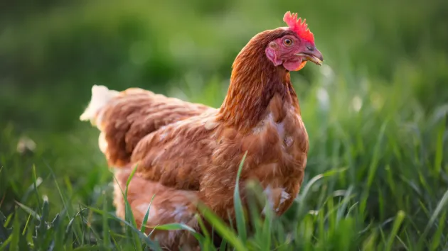 Hen in a field 