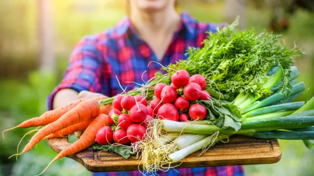 farmer holding produce - carrots and radish