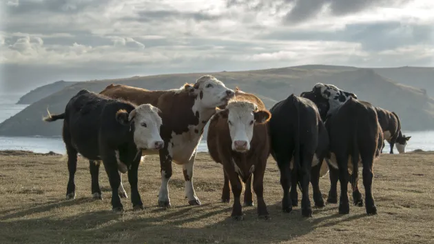 Cows in a field in Pembrokeshire