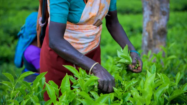Woman picking tea leaves in a tea plantation