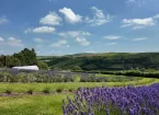 Welsh lavender farm 
