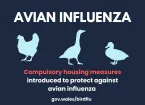 Avian Influenza