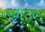 Field of crops connected by a network of glowing lines, symbolizing the use of smart technology in modern agriculture.