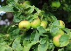 Apple tree in Powys 