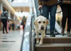 Assistance dog in a shopping centre with visually impaired person