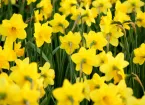 Daffodils