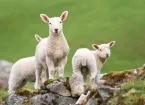 Lambs in Eryri