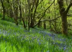 Forest and bluebells