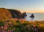 The coast of Ceibwr in Pembrokeshire, Wales with pink sea thrift