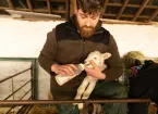 Lambing at Llwyn-yr-eos Farm