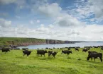Dairy cattle grazing on the cliffs at Barafundle bay in Wales