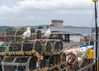 Seagulls and fishing nets on the harbour in Conwy