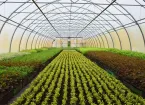 Polytunnel and plants 