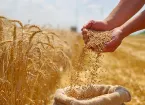 Harvesting wheat 