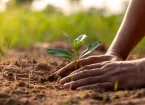  hands planting seedlings or trees in the soil