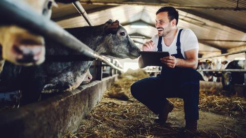 A farmer in a barn with cows.