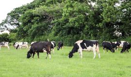 Moor Farm Dairy Cows