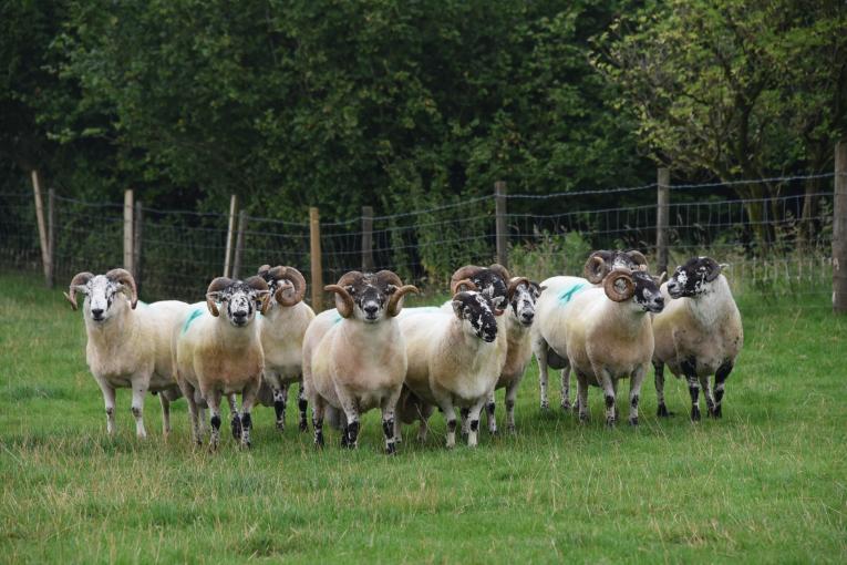 A group of Epynt Hardy Rams on a Hill Ram Scheme farm