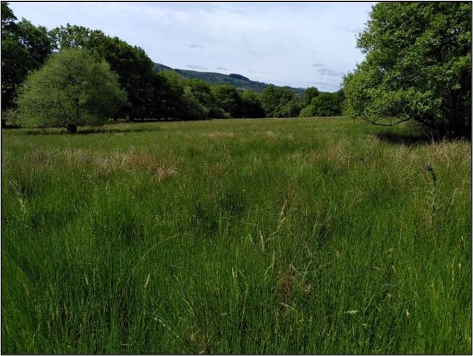 A rhos pasture in June – scrub and over mature hedges are important elements of this habitat