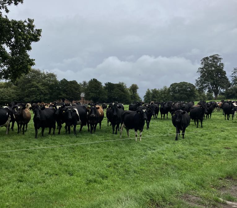 Clawdd Offa's dairy cows
