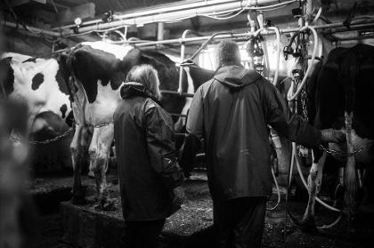 Sheltered from the downpour, Bethan and John quietly focus on their early morning milking ritual