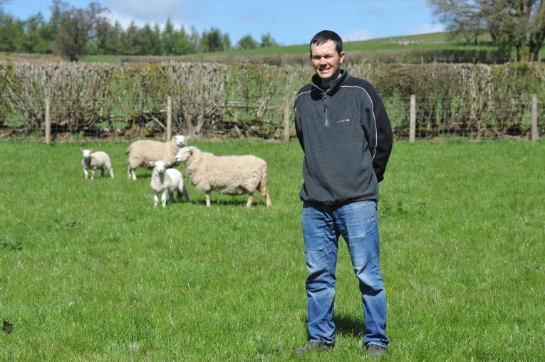 Edward Williams with ewes and lambs