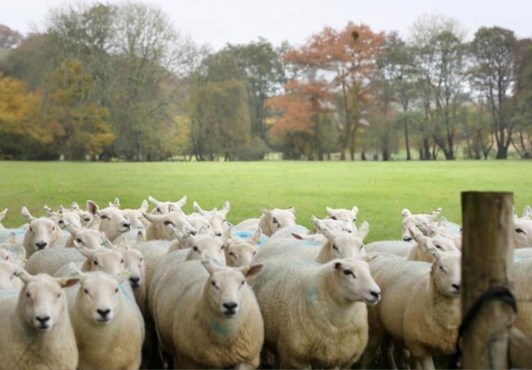 Flock of ewes