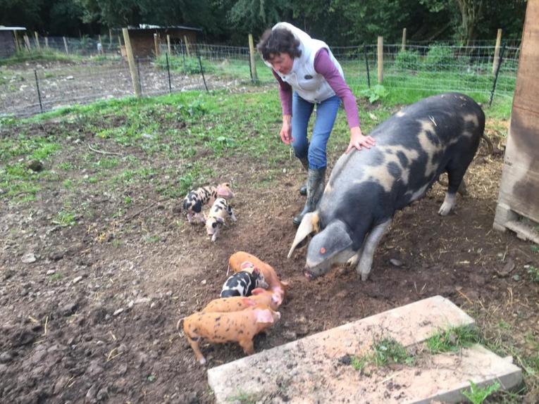 Lydia and her pigs