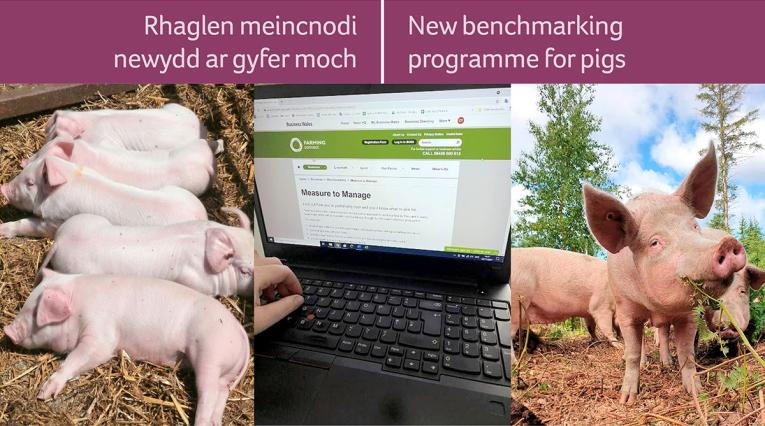 New benchmarking programme for pigs
