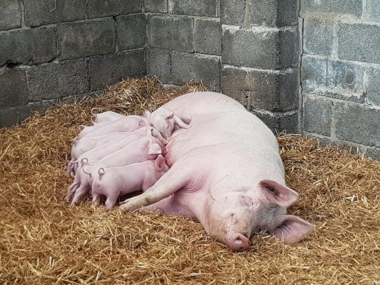 Nicola Dickenson- pigs on farm