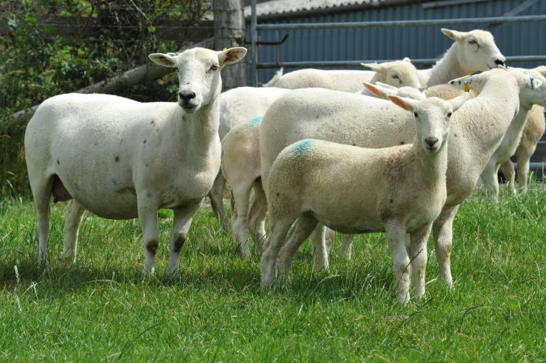Polled Wiltshire cross lamb with Easycare ewe