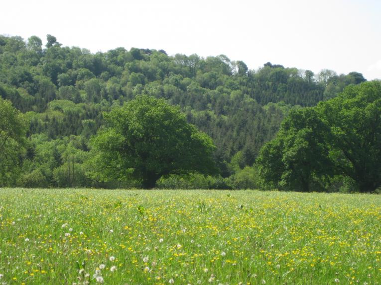 Field high in biodiversity 