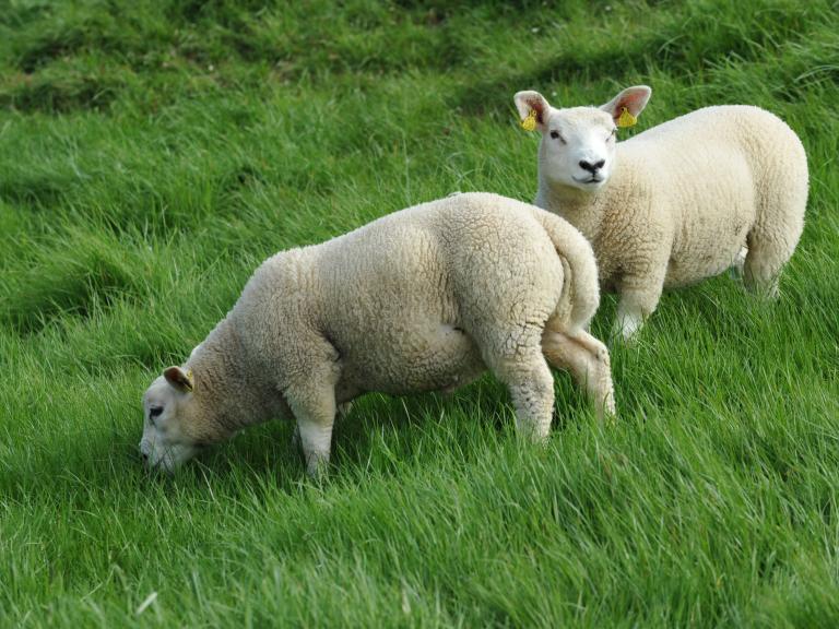 weaned lambs grazing