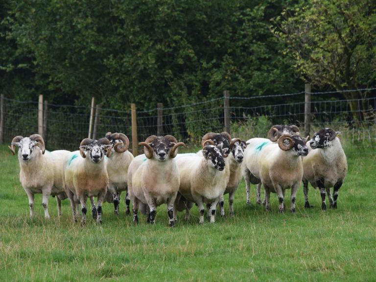 A group of Epynt Hardy Rams on a Hill Ram Scheme farm