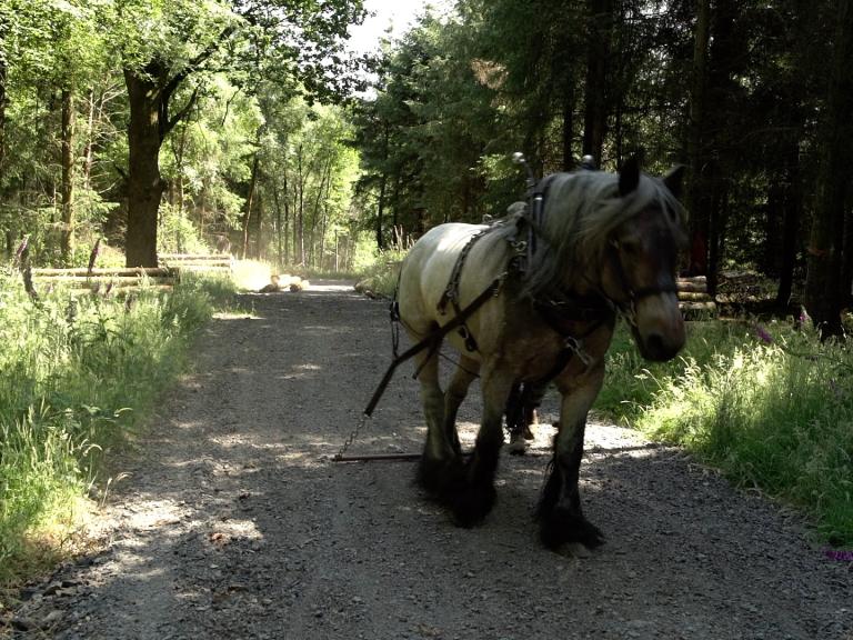image of horse on pathway through the forest