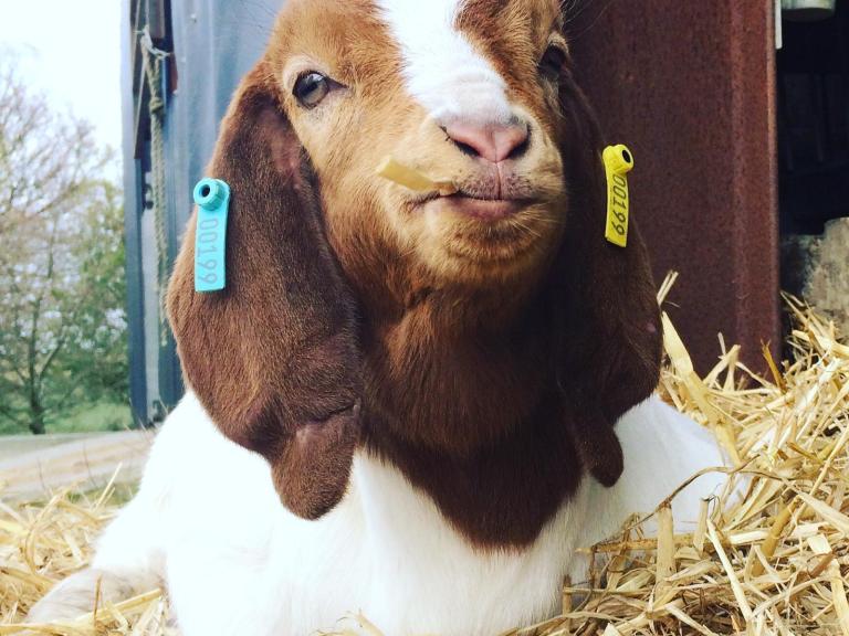 Boer goat kid from Fronrhydd Pembrokeshire