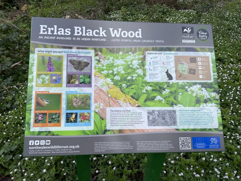 Erlas  Black wood