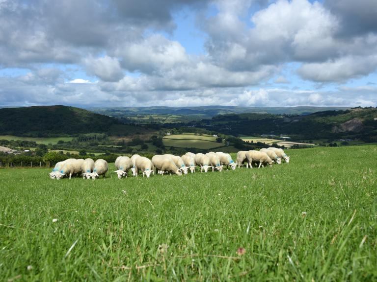 Lambs grazing the green, green grass