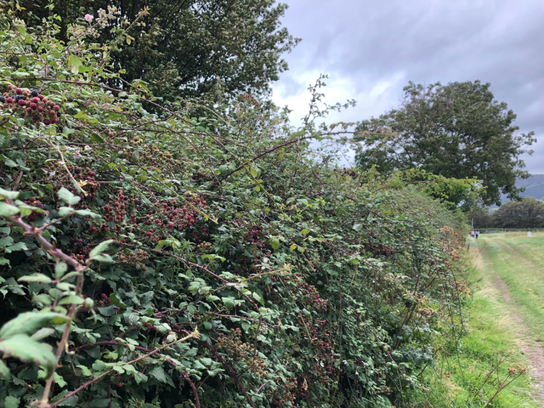 Hedge in full growth