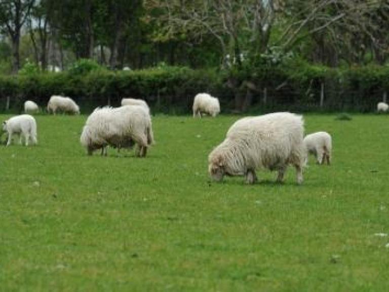 Implementing advanced nutritional management in the Welsh sheep industry