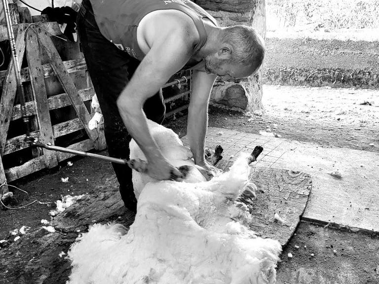 John shearing Welsh mountain sheep