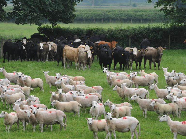 Livestock from a previous Farming Connect Demonstration Site