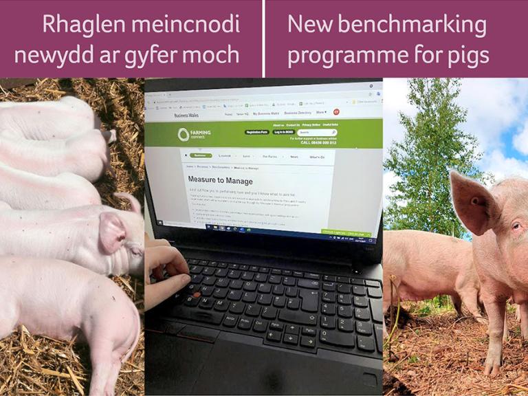 New benchmarking programme for pigs