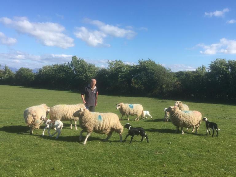 Peter Williams pictured at his Anglesey farm with some of the first fat-tailed Damara lambs born in the UK