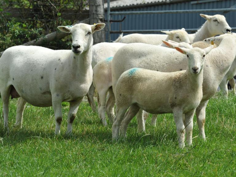 Polled Wiltshire cross lamb with Easycare ewe